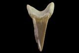 Fossil Shark (Cretoxyrhina) Tooth - Kansas #134840-1